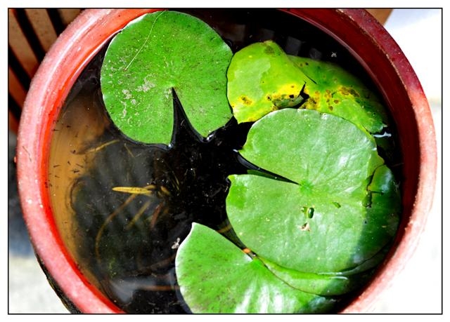 Kathmandu 149 (Small).jpg